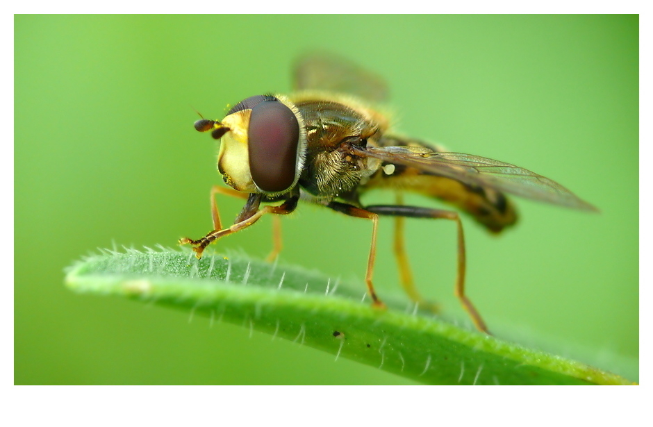 Schwebefliege