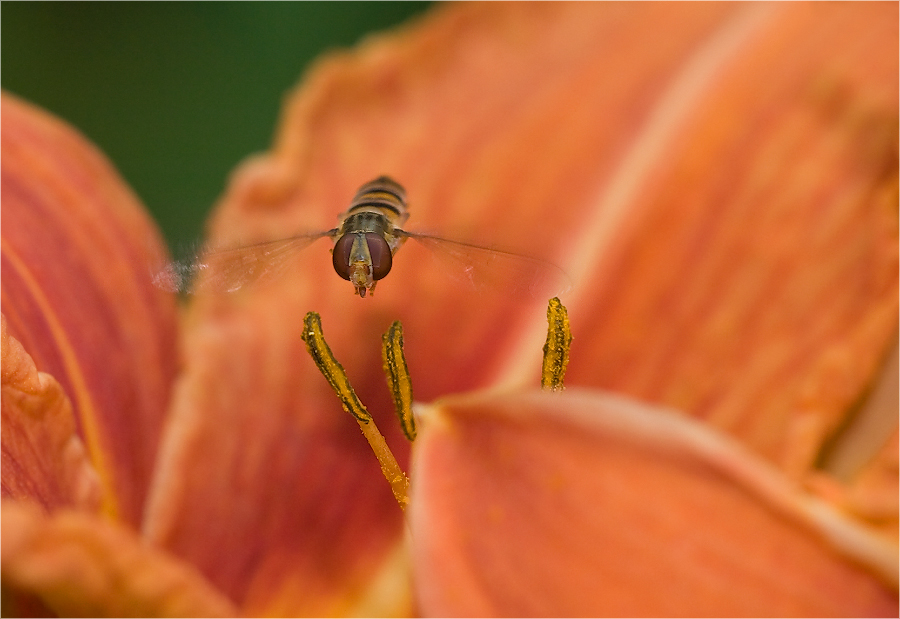 Schwebefliege