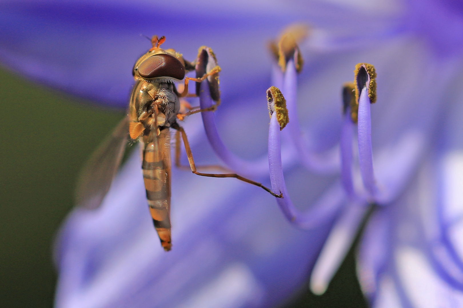 Schwebefliege