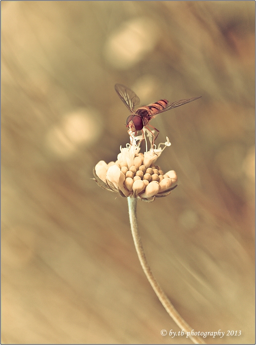 Schwebefliege