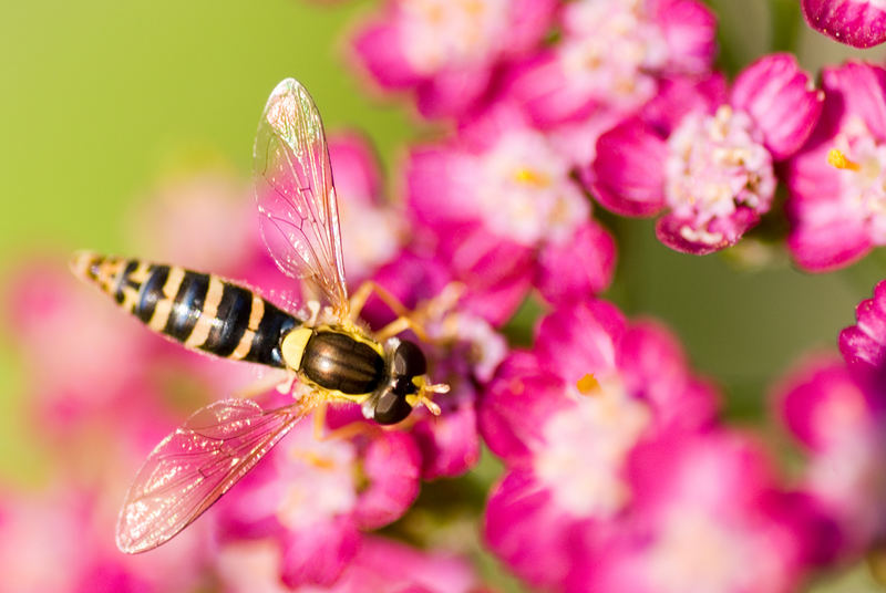 Schwebefliege