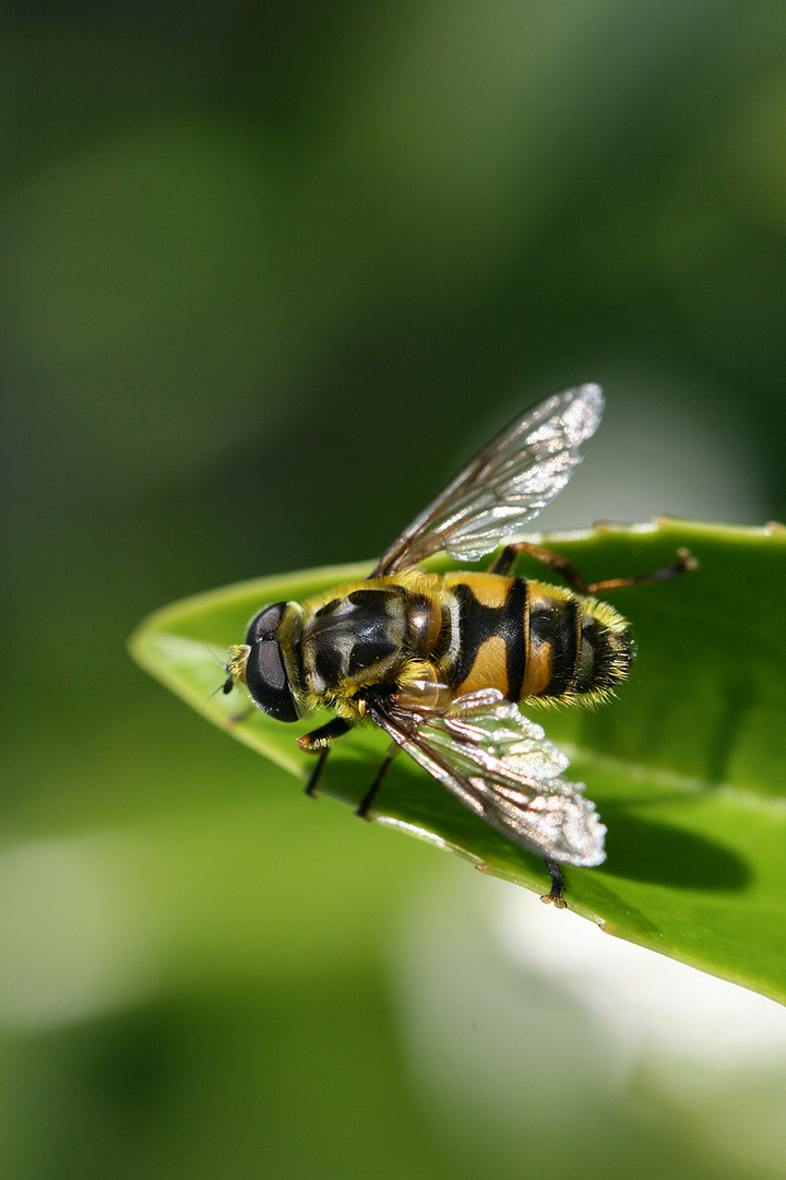 Schwebefliege