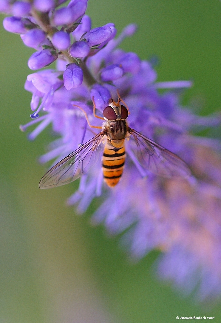 Schwebefliege