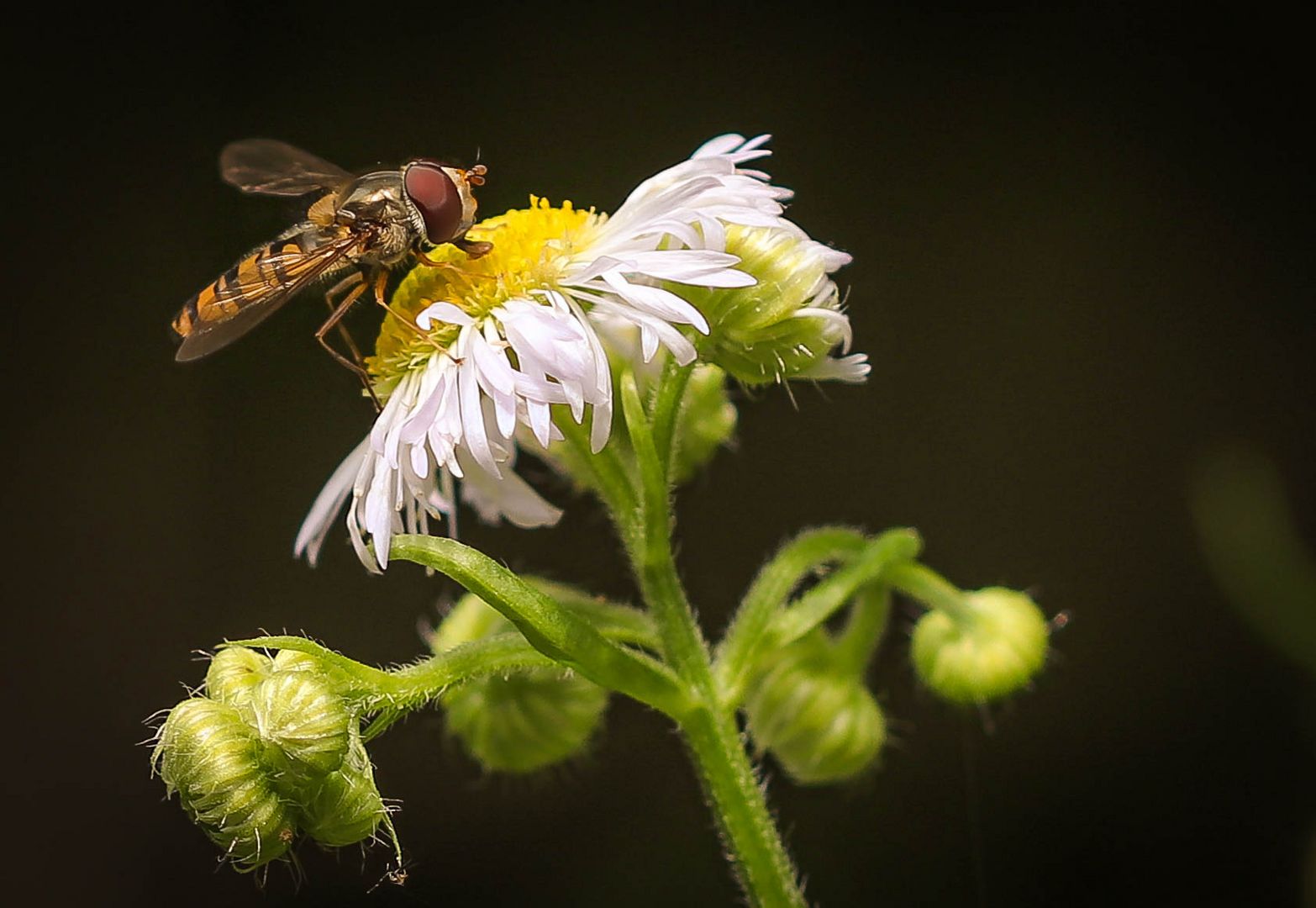 Schwebefliege