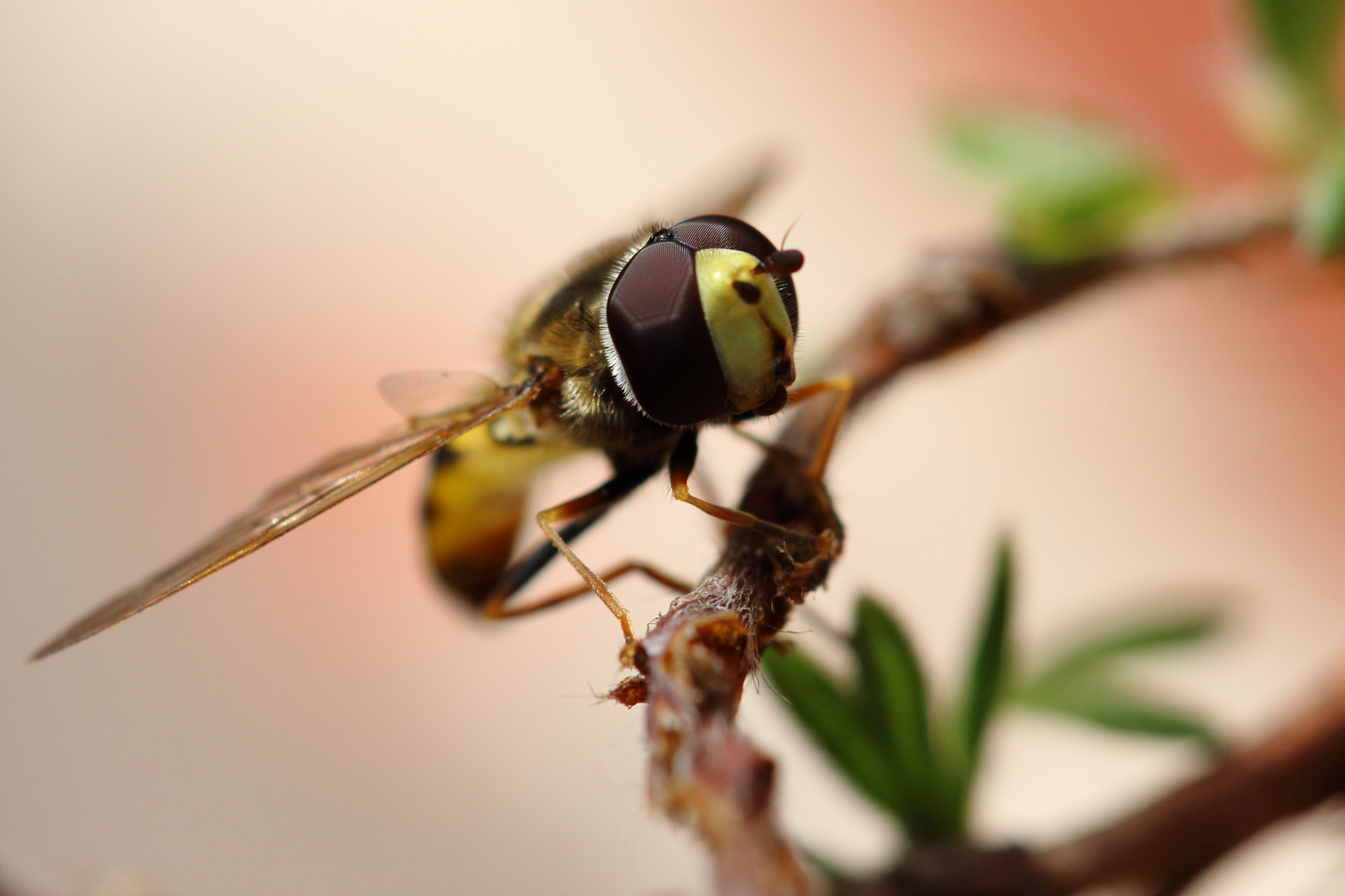 Schwebefliege