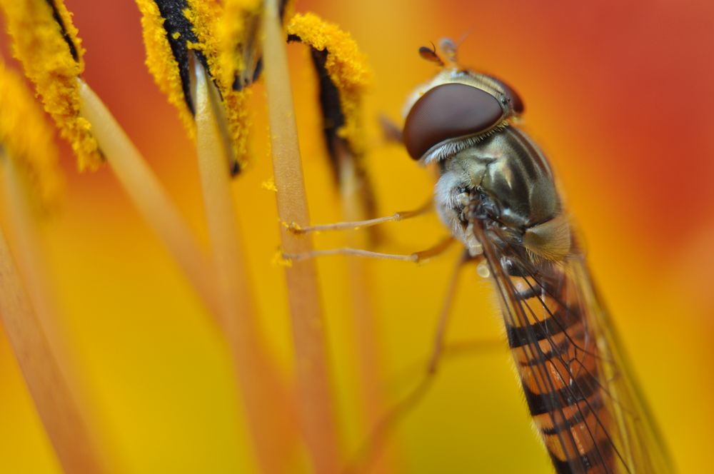 Schwebefliege von Fotografie-Fan 