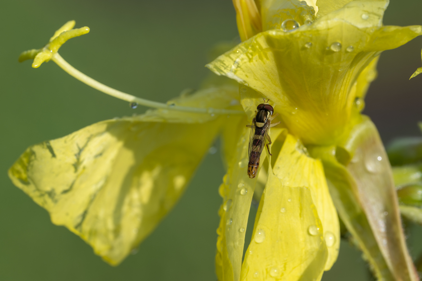 Schwebefliege