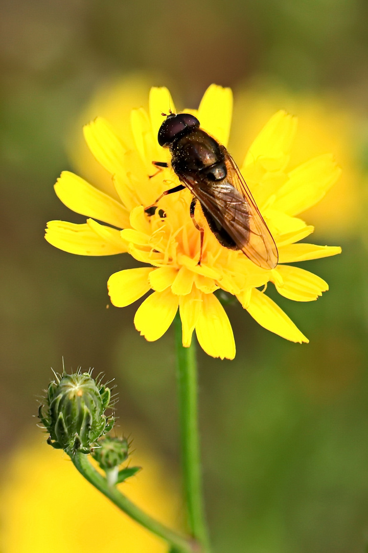 Schwebefliege