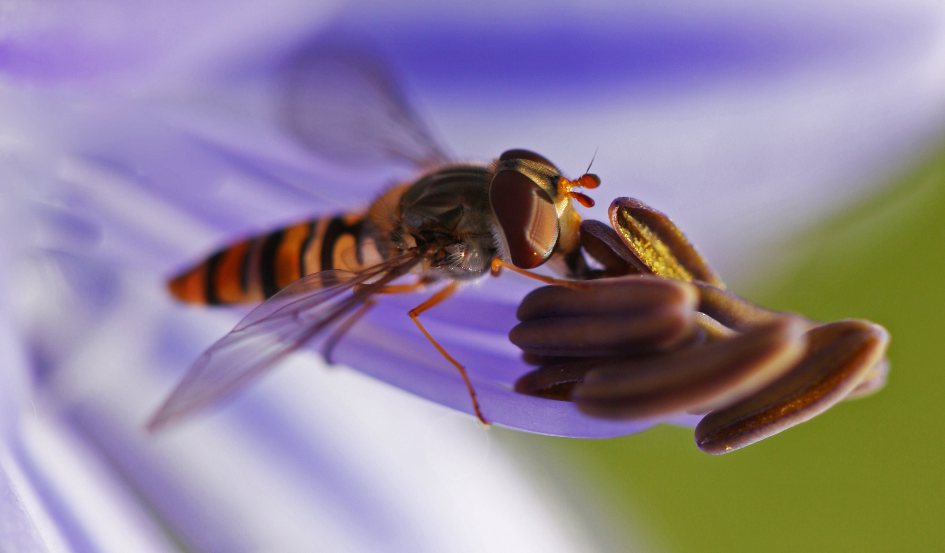 Schwebefliege