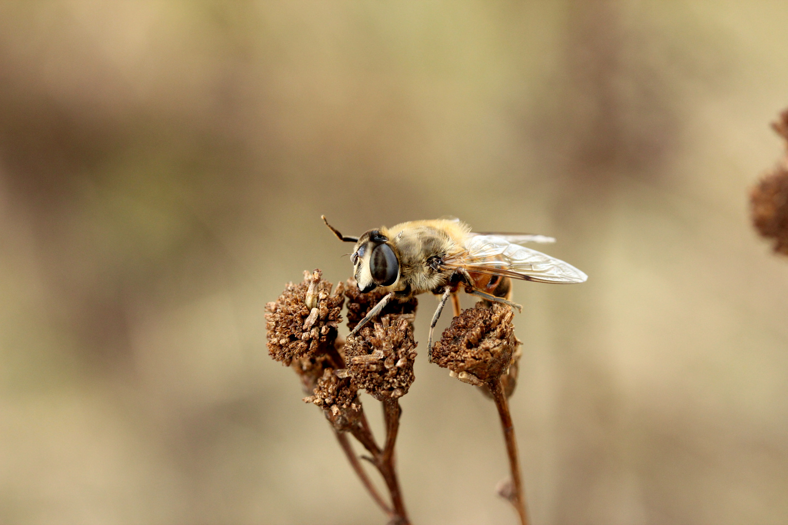 Schwebefliege