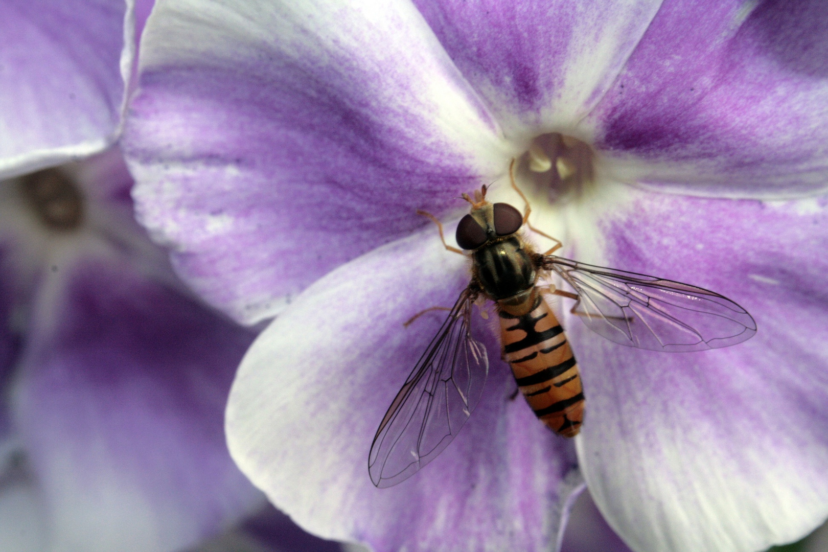 schwebefliege