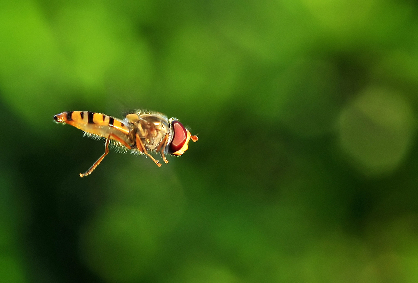 Schwebefliege