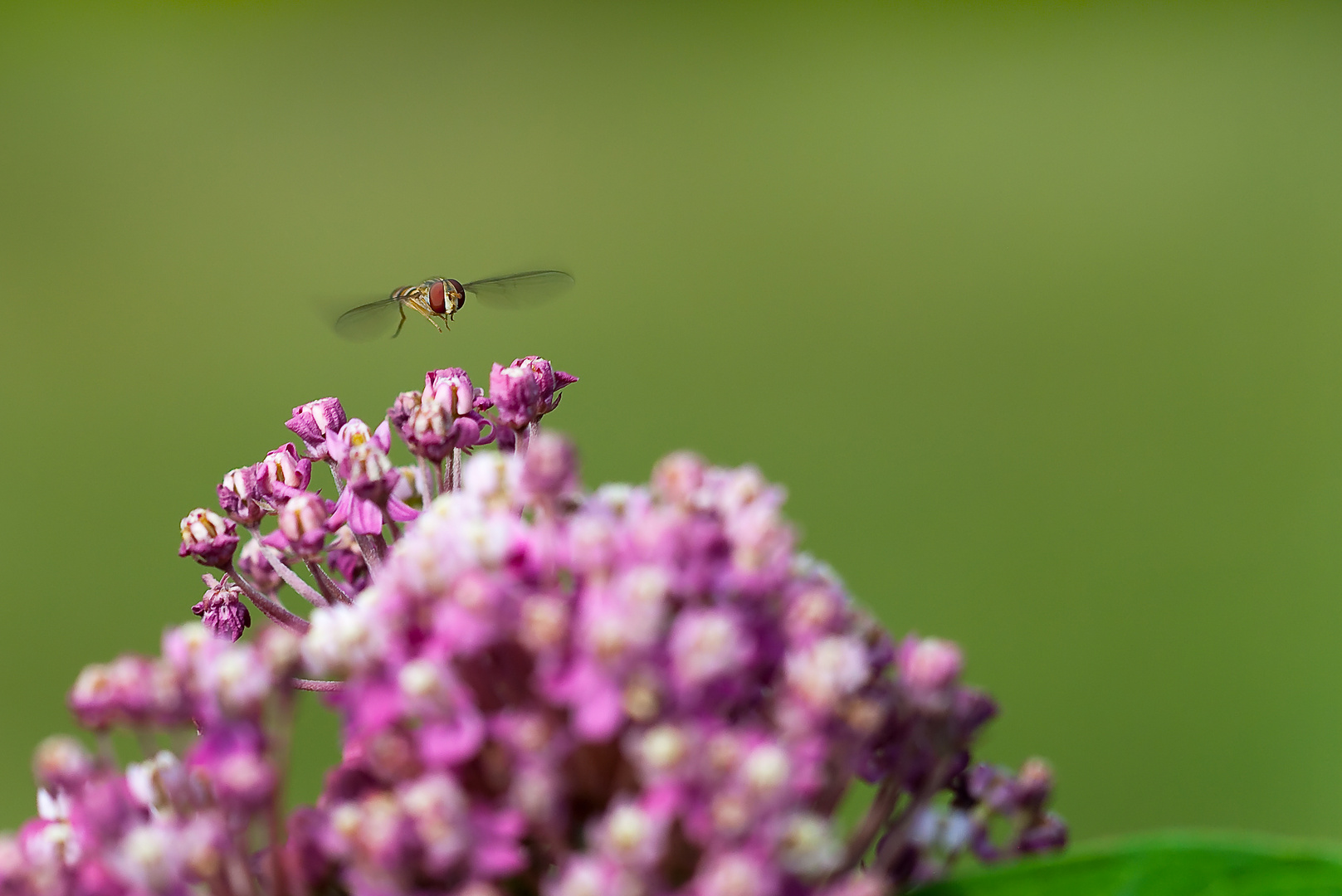 Schwebefliege