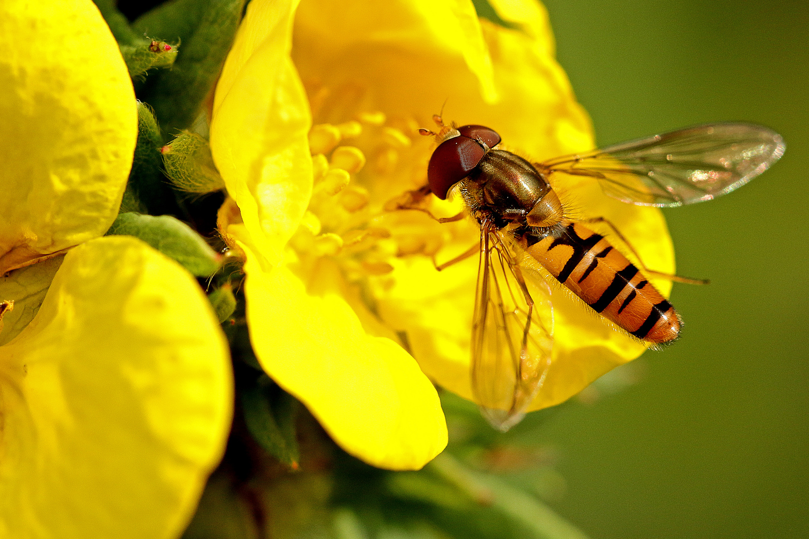 Schwebefliege