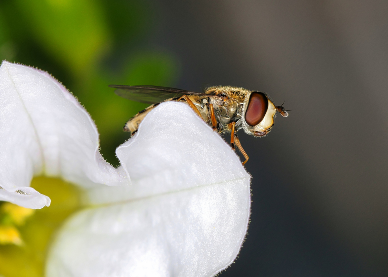 Schwebefliege