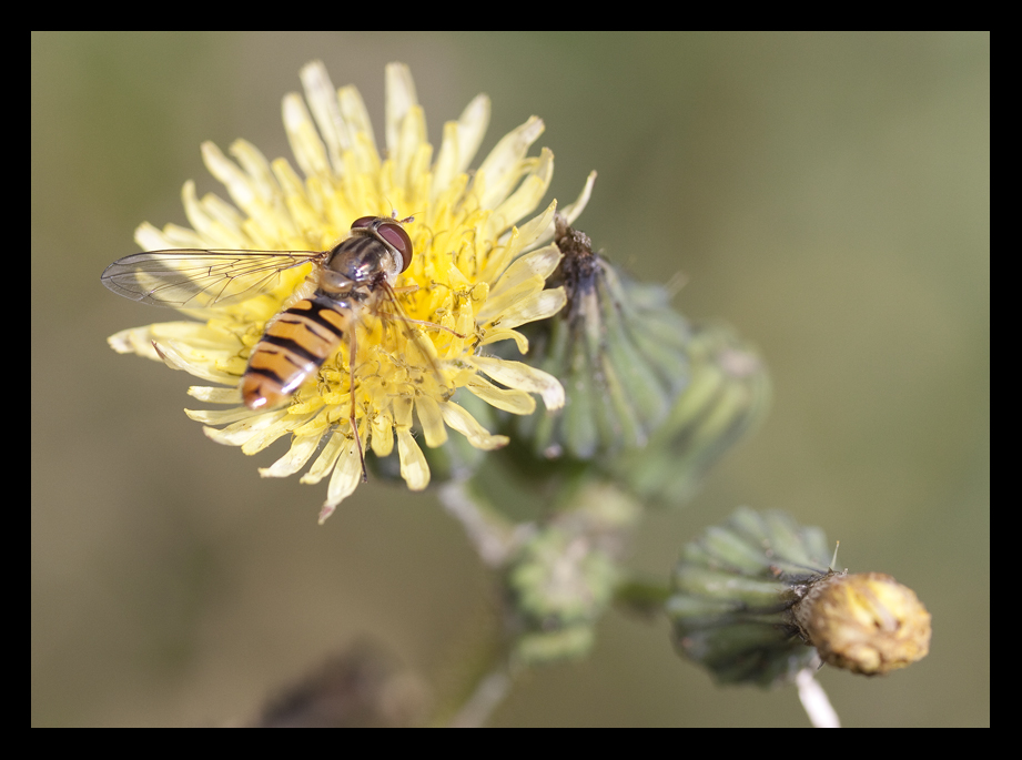 Schwebefliege