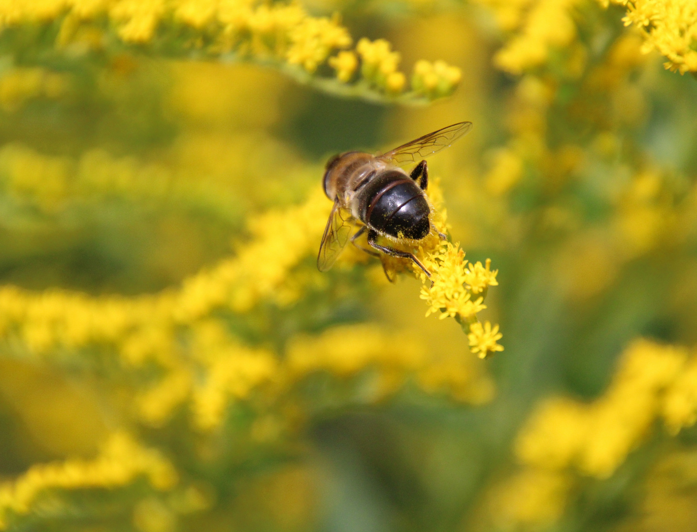 Schwebefliege ...