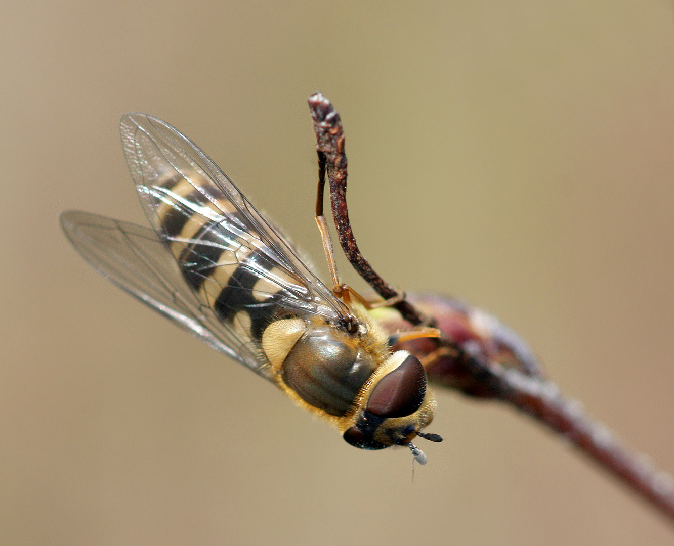 Schwebefliege