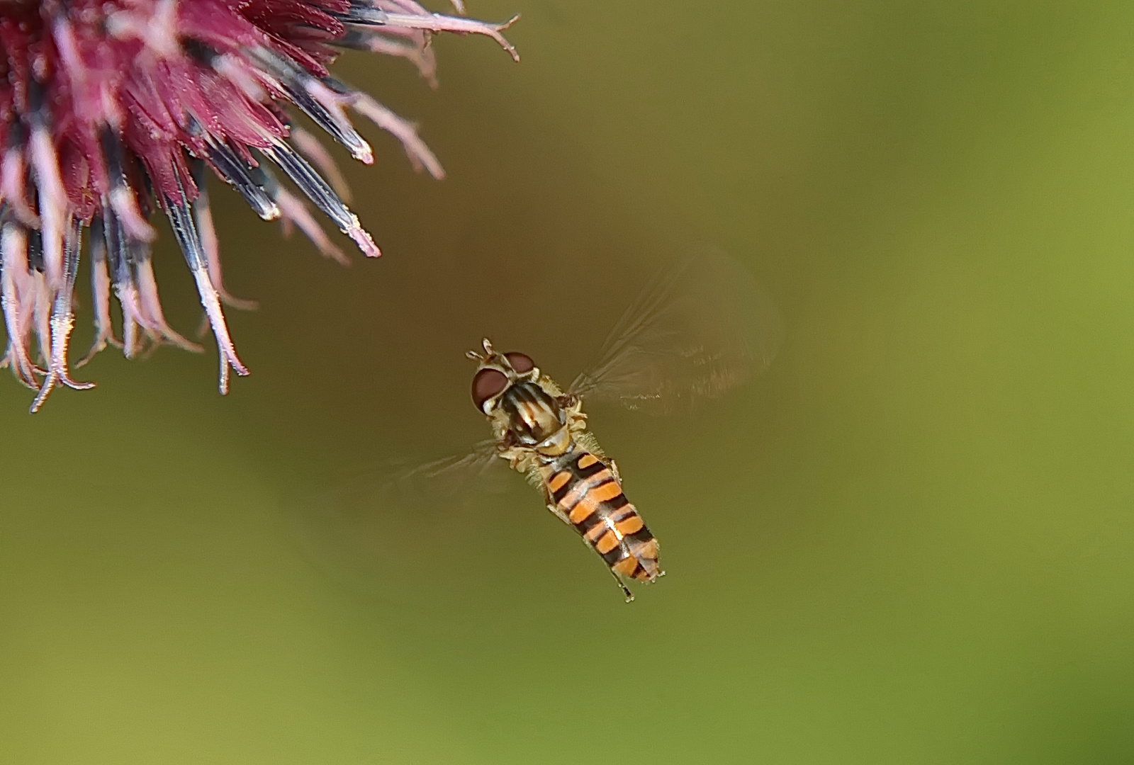 Schwebefliege