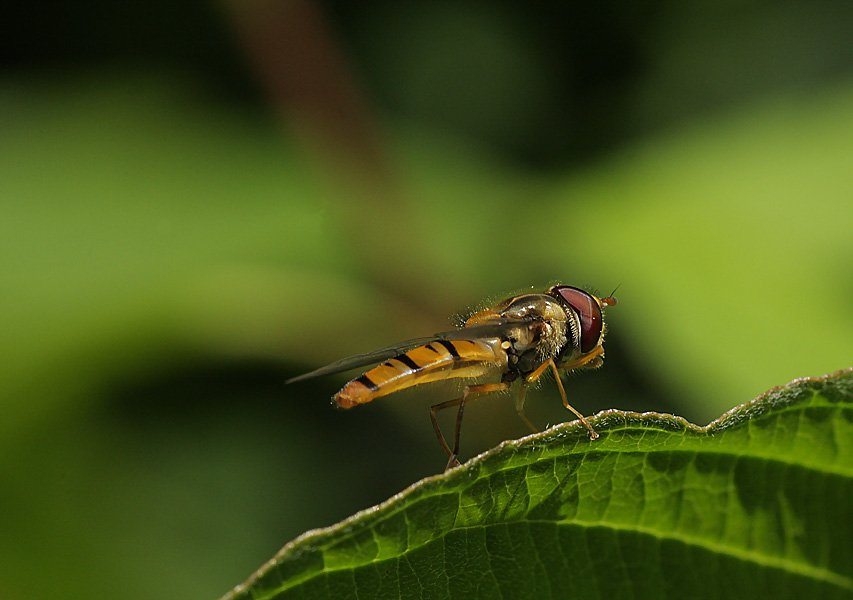 Schwebefliege