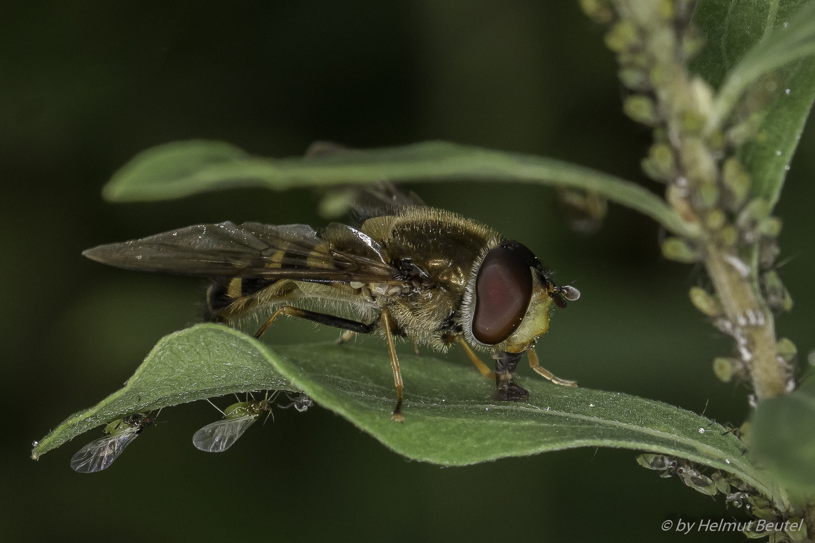 Schwebefliege