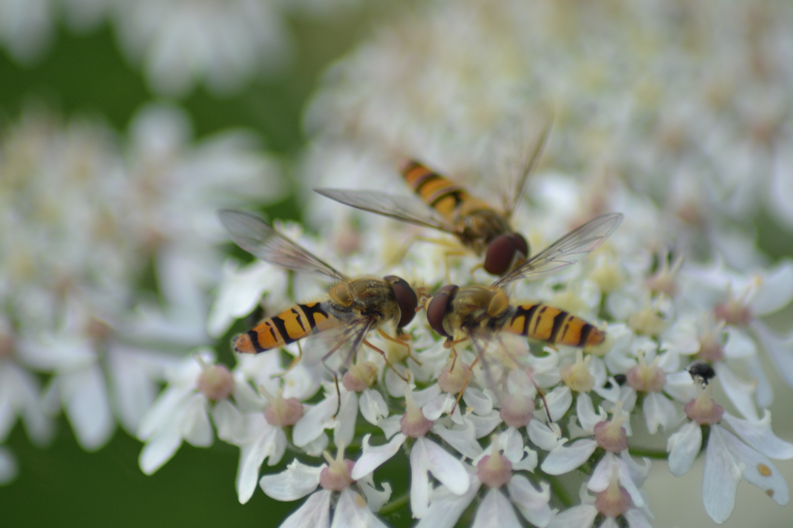 Schwebefliege