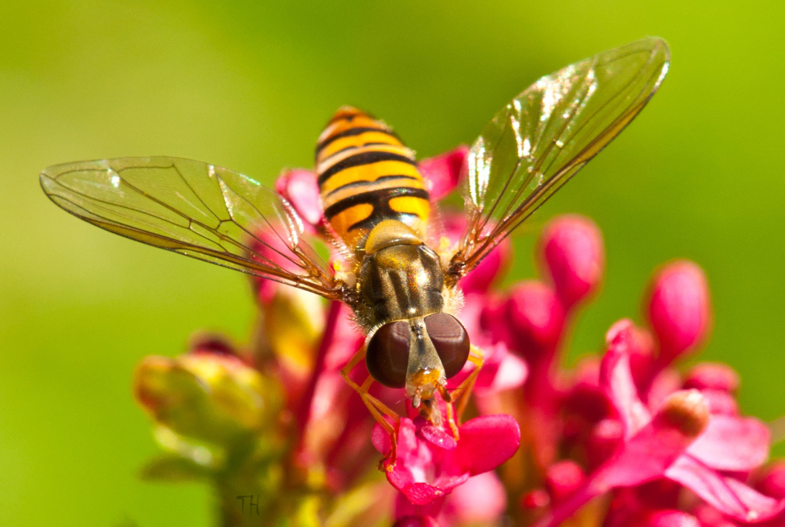 Schwebefliege