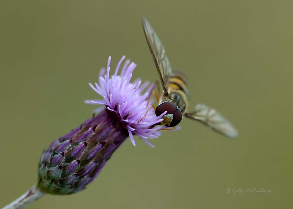 Schwebefliege