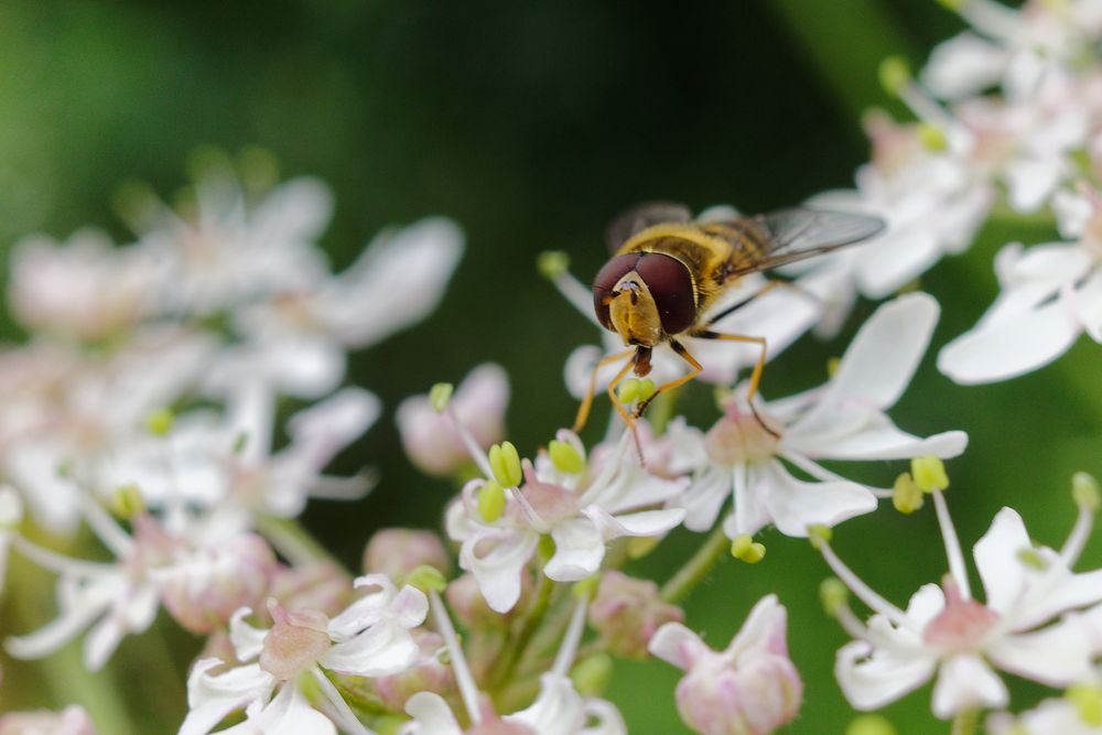 Schwebefliege