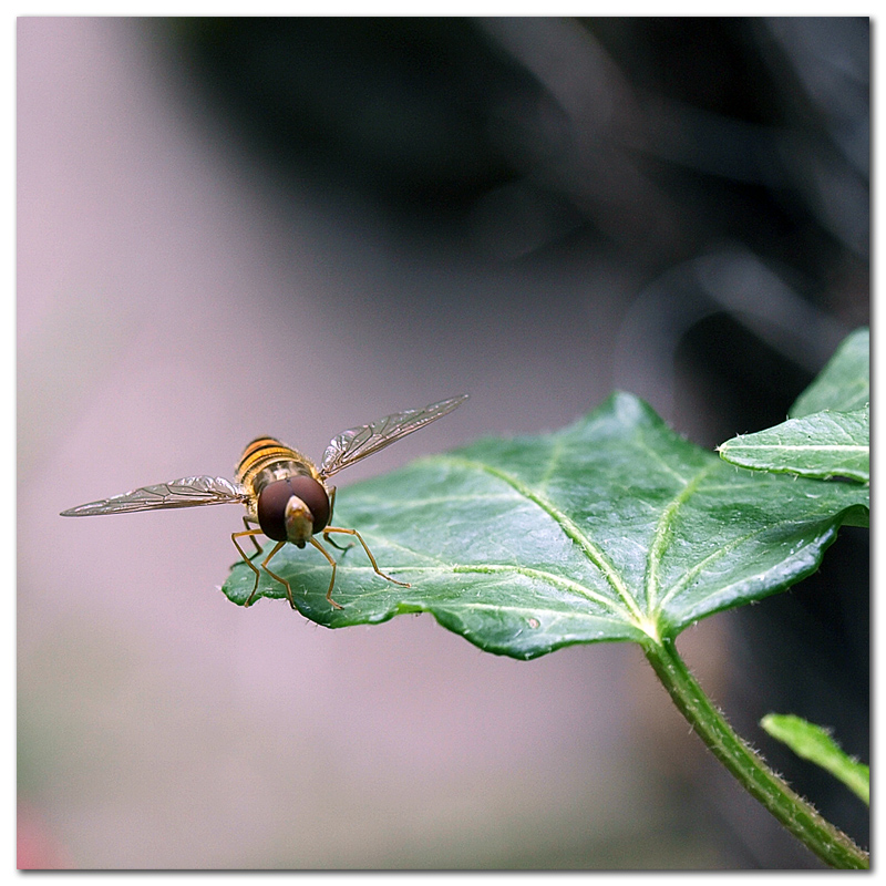 Schwebefliege