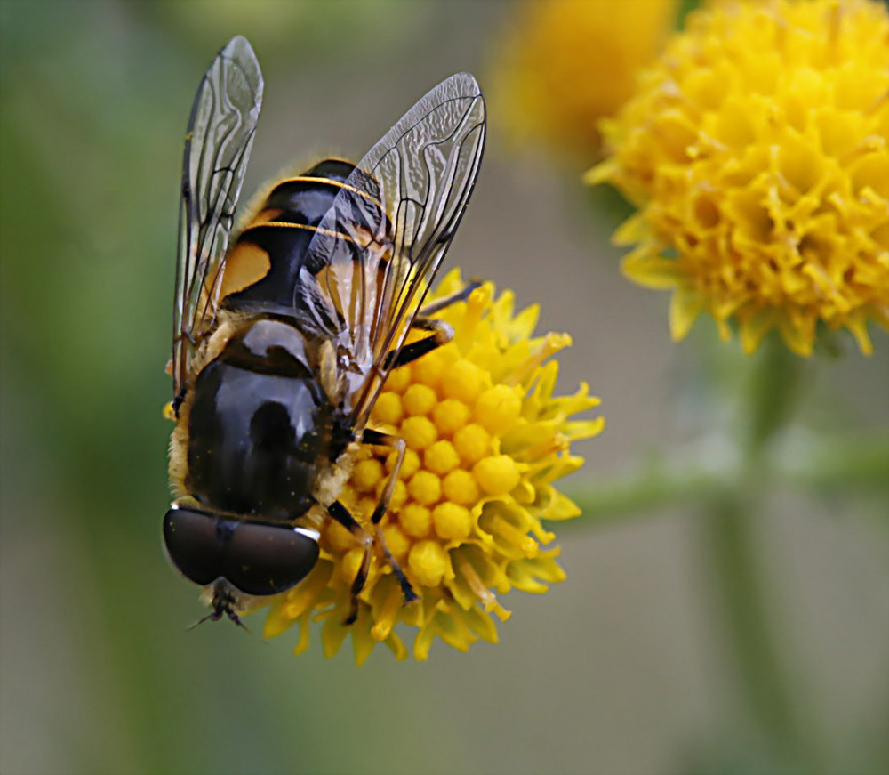 Schwebefliege