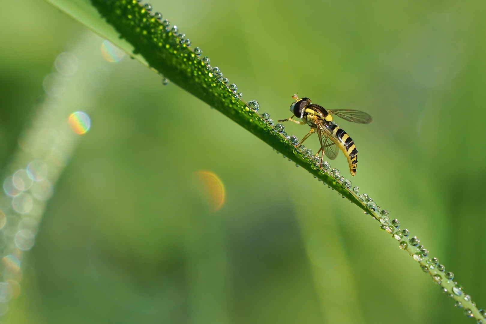 Schwebefliege