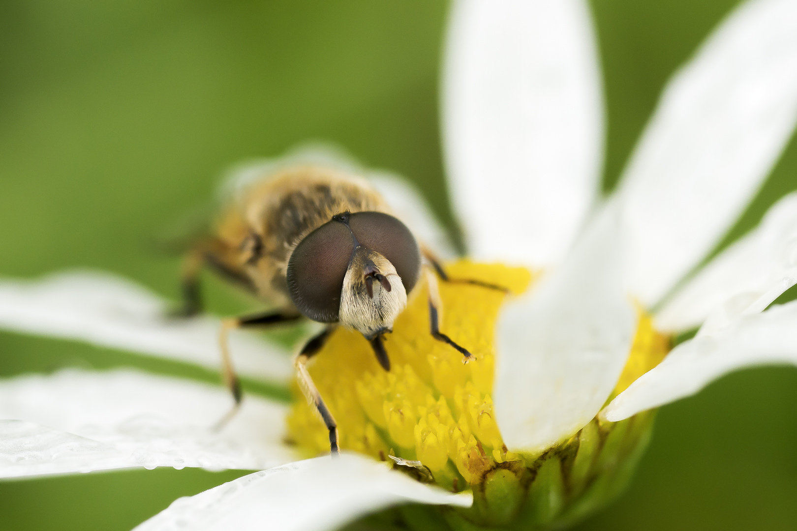 Schwebefliege