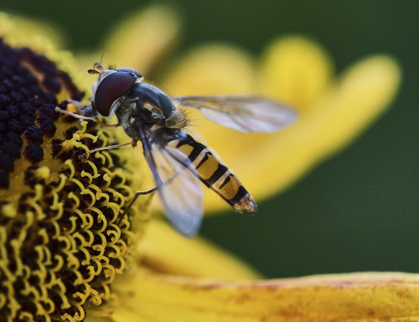 Schwebefliege