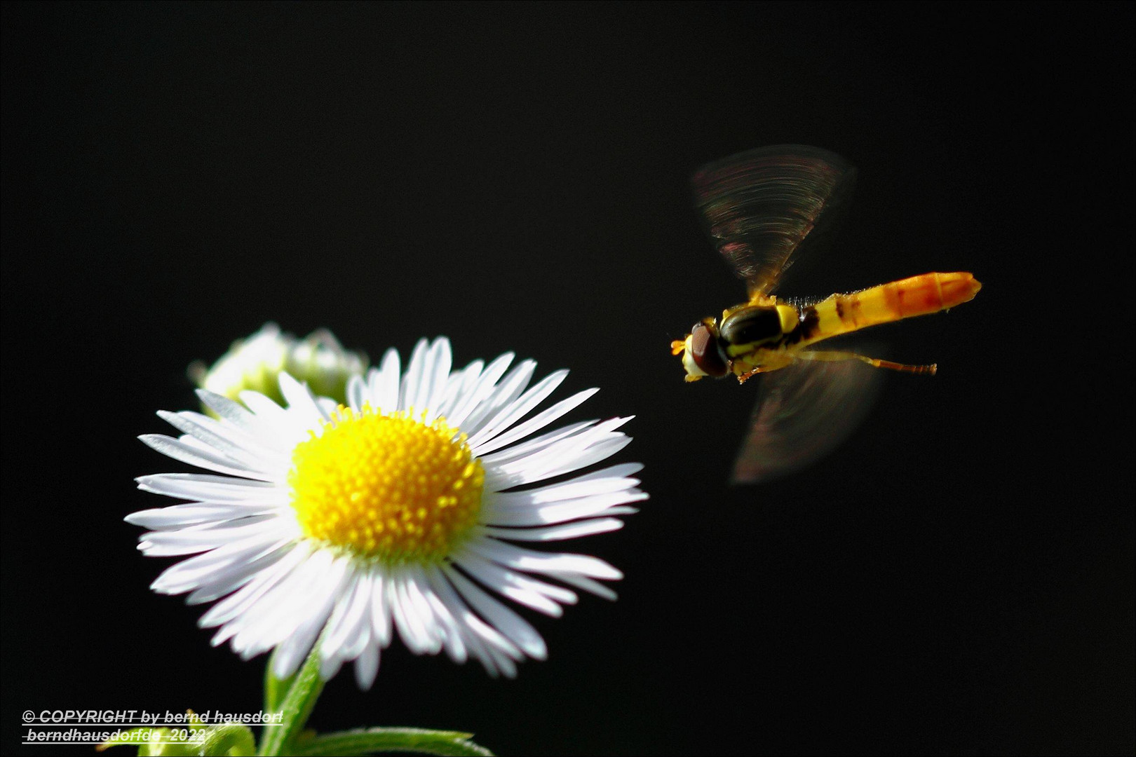 Schwebefliege 