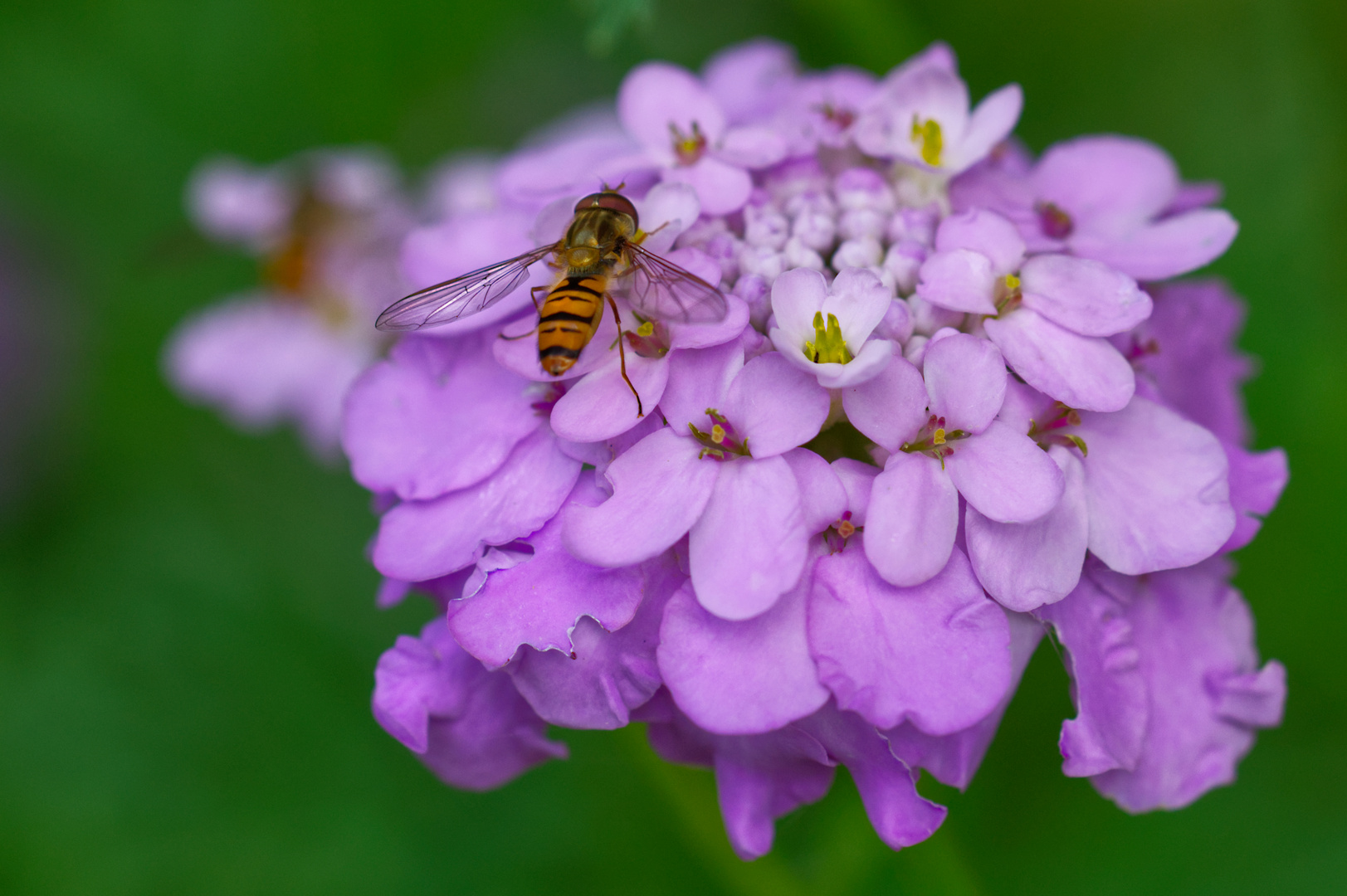 Schwebefliege