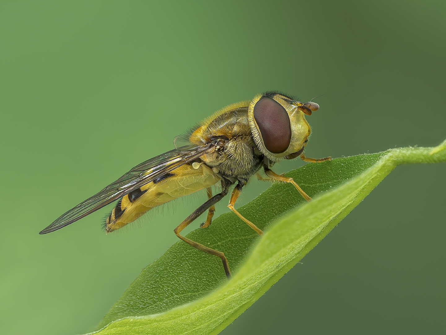 Schwebefliege