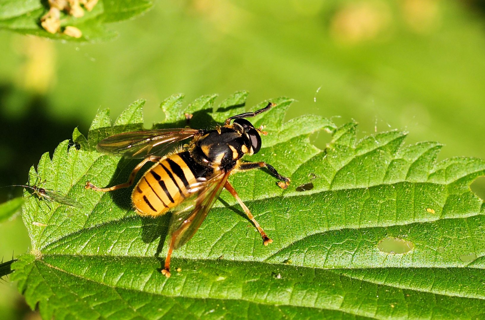 Schwebefliege als Wespe getarnt....