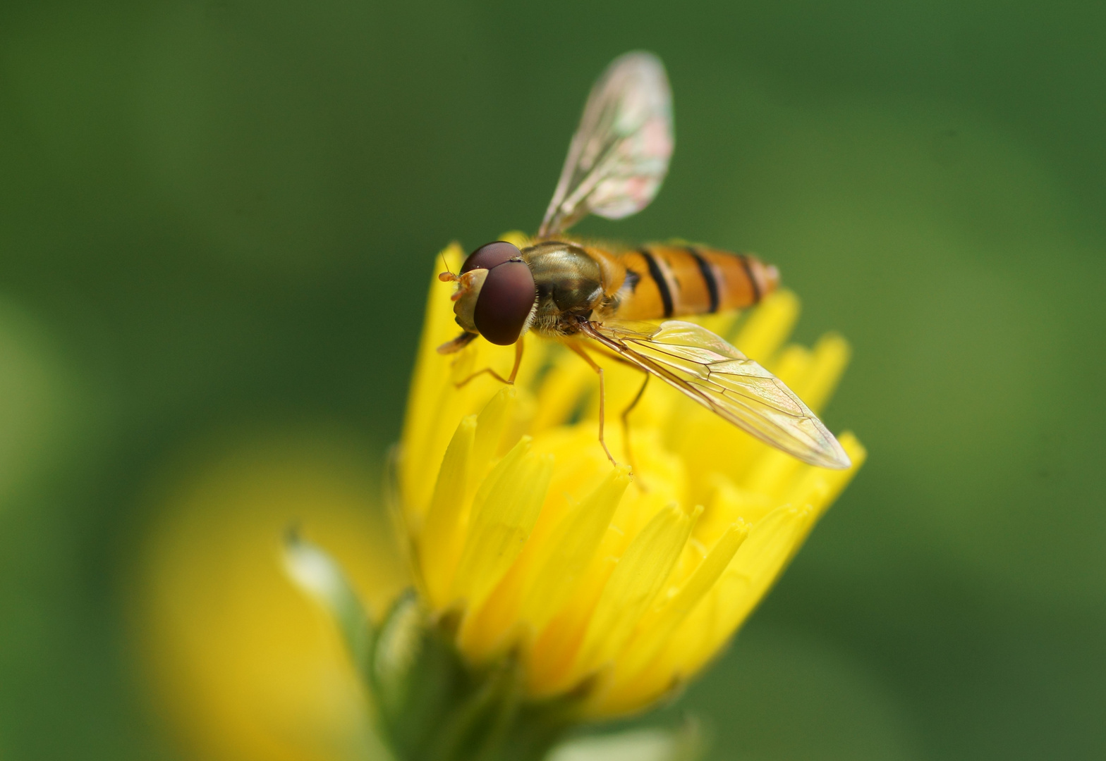 Schwebefliege am Naschen