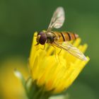 Schwebefliege am Naschen