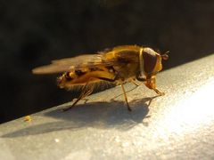 Schwebefliege am Sonnenbaden