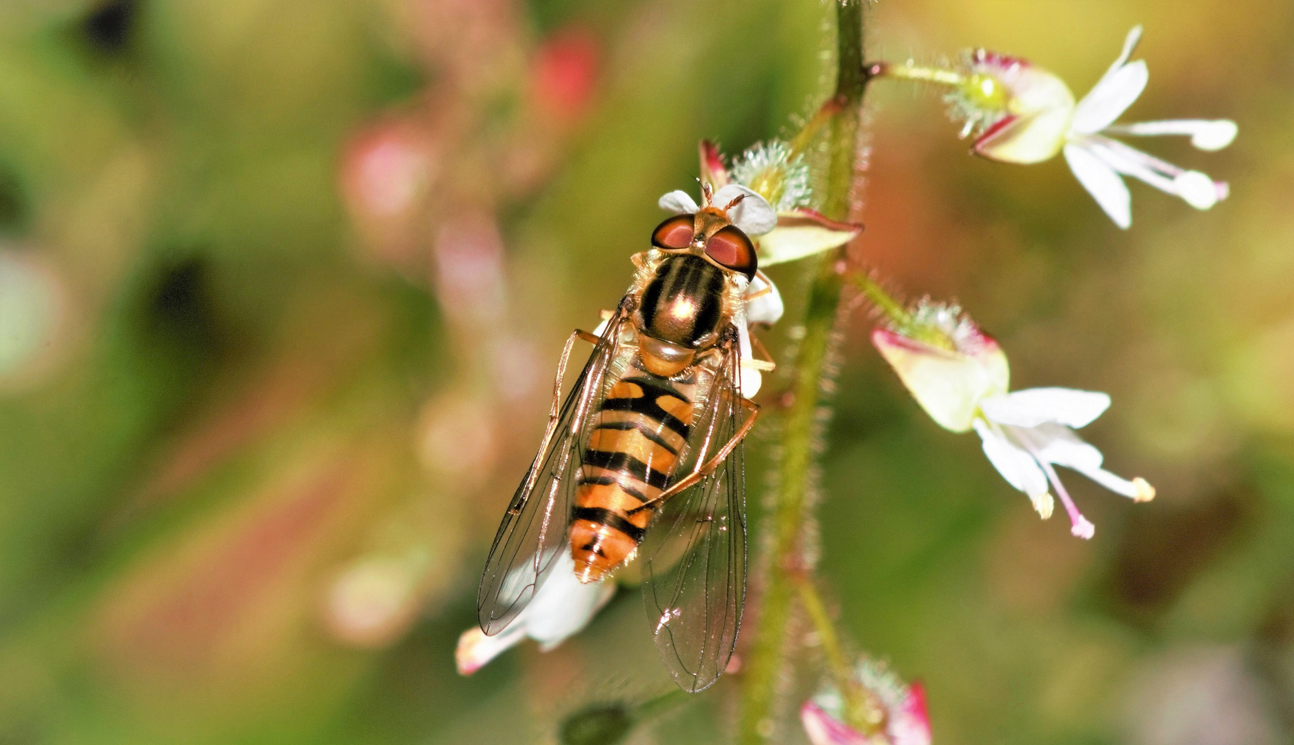 Schwebefliege am Sonntag