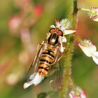 Schwebefliege am Sonntag