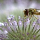 Schwebefliege an Distel*