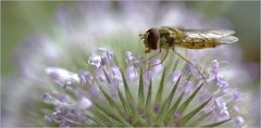 Schwebefliege an Distel*