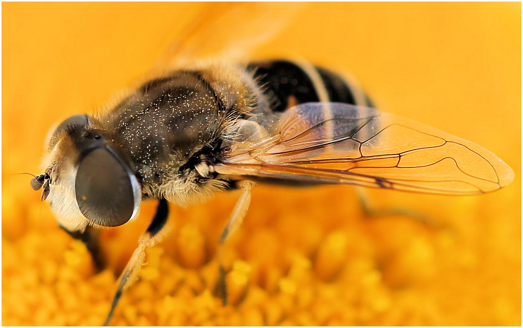 Schwebefliege an (in) der Quelle