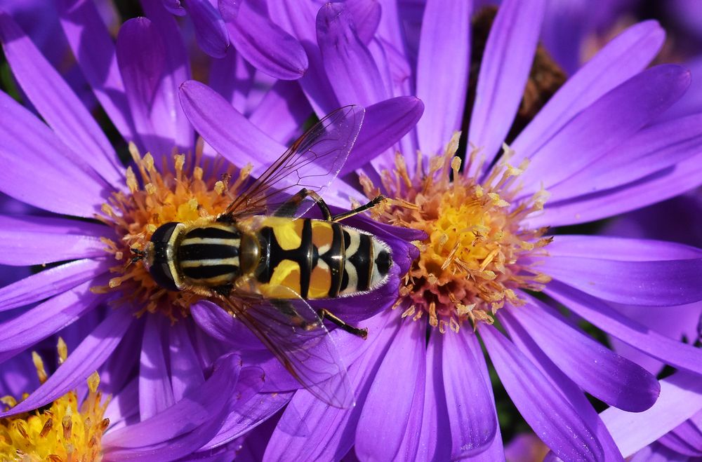 Schwebefliege auf Aster