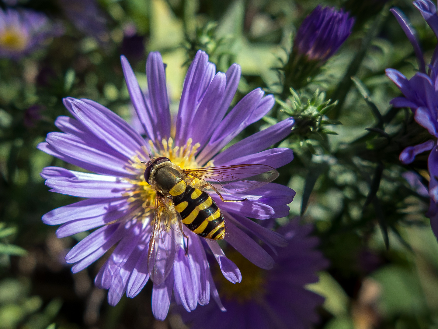 Schwebefliege auf Aster