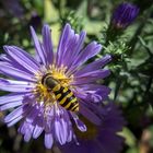 Schwebefliege auf Aster