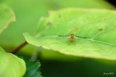 Schwebefliege auf Blatt